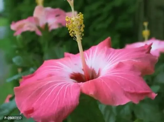 Platone Hibiscus Plant HIBISCUS FLOWER PLANT -CD3