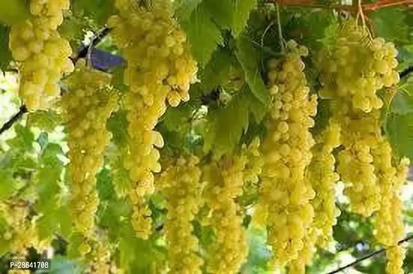 Platone Grape Plant Grape plant(perlette)-thumb0