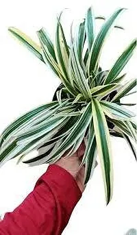 Platone Spider Plant SPIDER PLANT KN0-thumb1