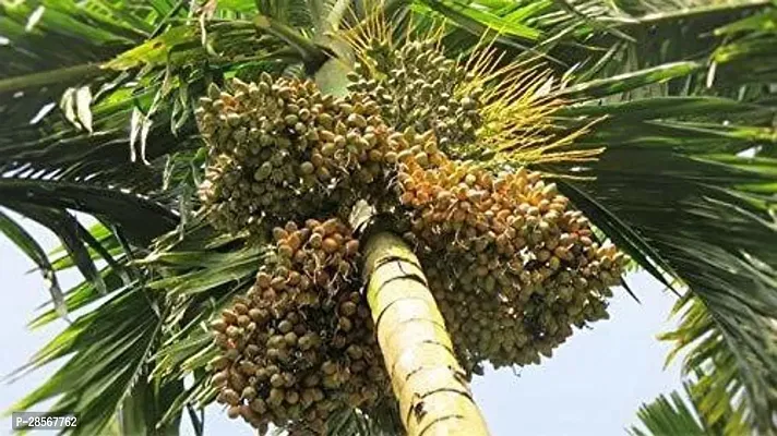 Platone Betel NutSupari Plant Gardens Arecanut Tree (सुपारी का पेड़) 1 Healthy Live Plant With Plastic Bag