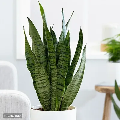 Platone Snake Plant snack plant for indooroutdoor