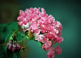 Platone Jasmine Plant Jasmine plantfurush plant ( pink )-thumb1