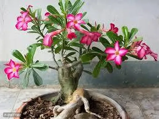 Platone Adenium Plant Adenium plant twe