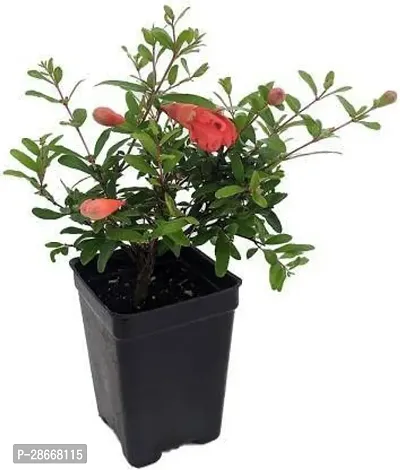 Platone Pomegranate Plant Pomegranate Plant8448479