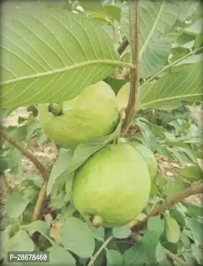 Platone Guava Plant Allahabad Safeda Dwraf Variant Live Guava Amrud Amrood Plant-thumb0