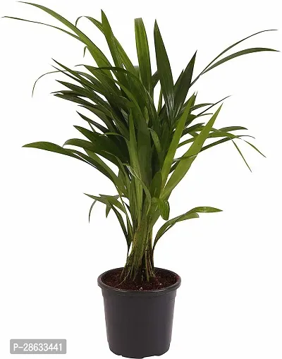 Platone Areca Palm Areca Palm-thumb0