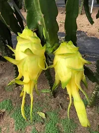 Platone Dragon Tree Dragon Fruit Plant (Hybrid Pack Of 3)-thumb2