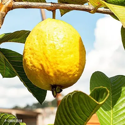 Platone Guava Plant Lemon Guava Plant-thumb3