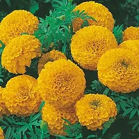 Platone Marigold Plant Marigold flower plant creation-thumb1