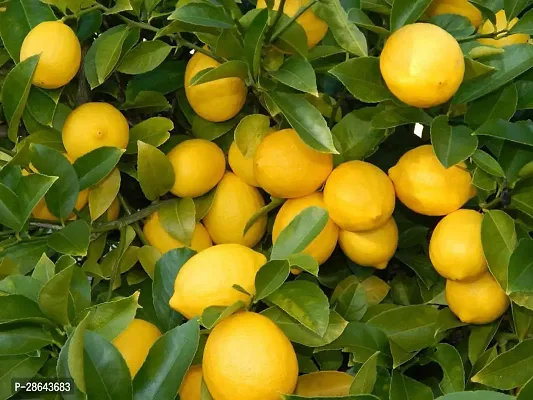 Platone Lemon Plant Lemon plant 47