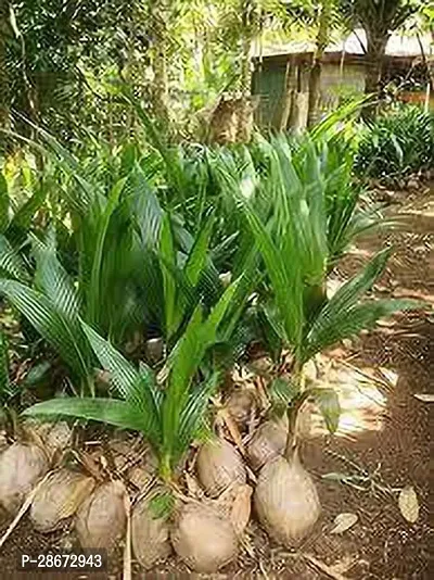 Platone Coconut Plant OKFDM25-thumb0