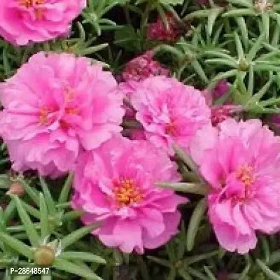 Platone Portulaca Plant 9CLOCK19