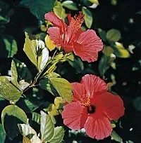 Platone Hibiscus Plant Trothic hibiscus plant-thumb1