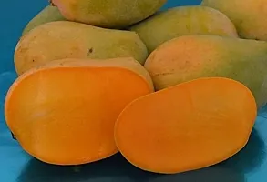 Platone Mango Plant Chausa Mango-thumb2