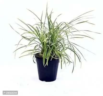 Platone Ribbion Grass Plant Ribbon Grass plant With Pot