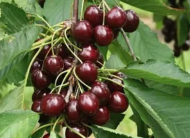 Platone Cherry Fruit Plant Planting-thumb1