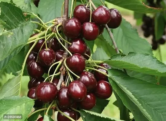 Platone Cherry Fruit Plant Planting-thumb2