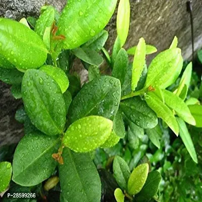 Platone Clove Plant Climbing Clove Plant-thumb2