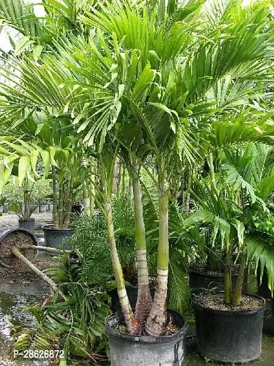 Platone Areca Palm Areca Palm AAJ 45-thumb0