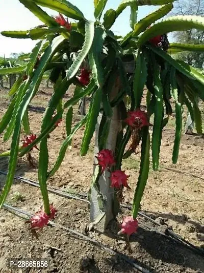 Platone Dragon Tree Dragon Fruit Live Plant-Pink oneCF02