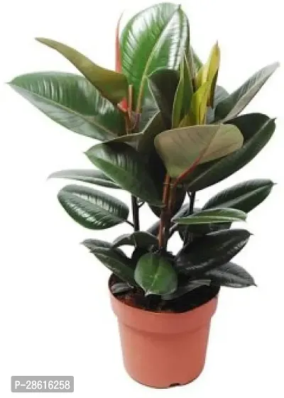 Platone Rubber Tree Live Rubber Plant for Indoor Home DecorationAir Purification v28-thumb0