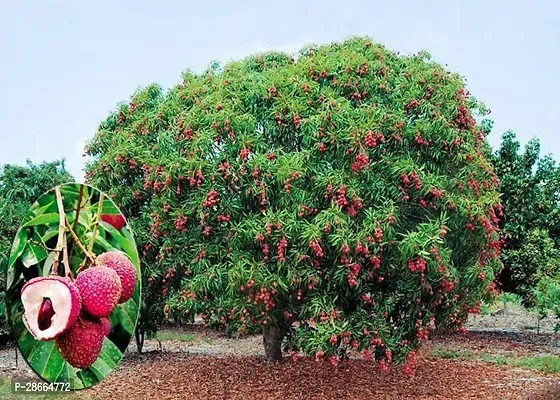 Platone Litchi Plant Gardens High Yield All Season Imported LycheeLitchi Fruit Plant for Home Garden