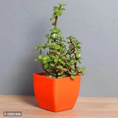 Platone Jade Plant RH109