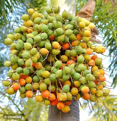 Platone Betel NutSupari Plant Supari Plant