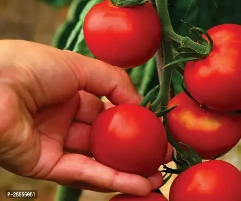 Platone Tomato Plant GC-hybrid live Tomato plant-thumb0
