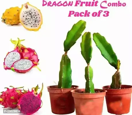 Platone Dragon Tree Pack 3 Dragon-thumb0