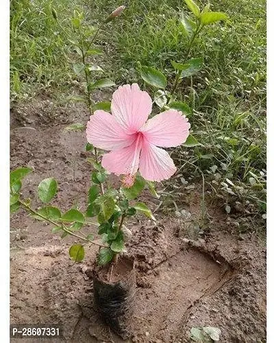 Platone Hibiscus Plant HIBISCUS 007