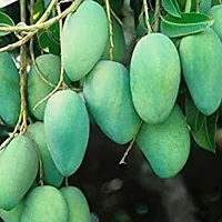 Platone Mango Plant GRAFTING HIMSAGAR MANGO SWEET FRUIT PLANT-thumb2