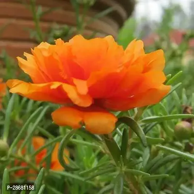 Platone Portulaca Plant 9CLOCK8