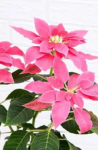 Platone Poinsettia Plant Plants 120-thumb2