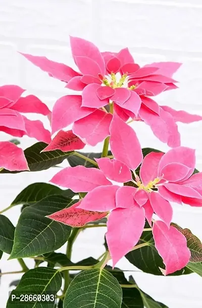 Platone Poinsettia Plant Plants 120-thumb3