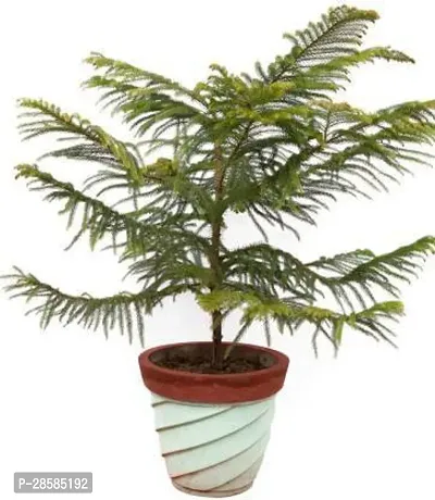 Platone Christmas Tree Plant Christmas Tree Plant1244-thumb0