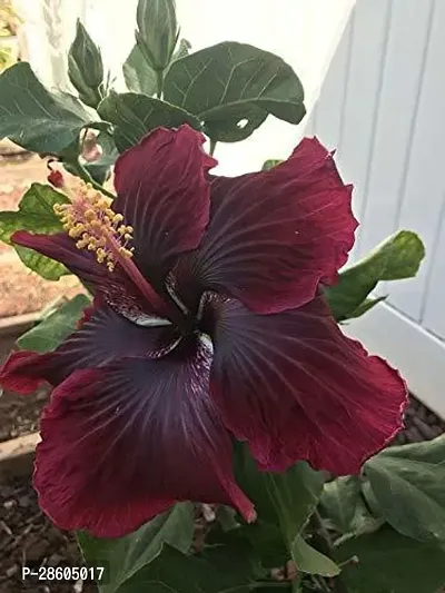 Platone Hibiscus Plant TIGHIBI3