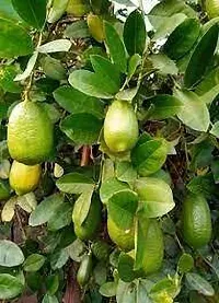 Platone Lemon Plant Assam lemons Plant-thumb1