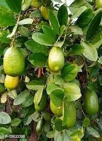 Platone Lemon Plant Assam lemons Plant-thumb2