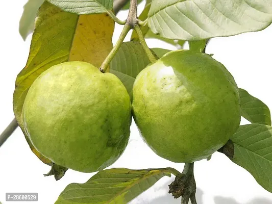 Platone Guava Plant Guava Plant (08)-thumb0