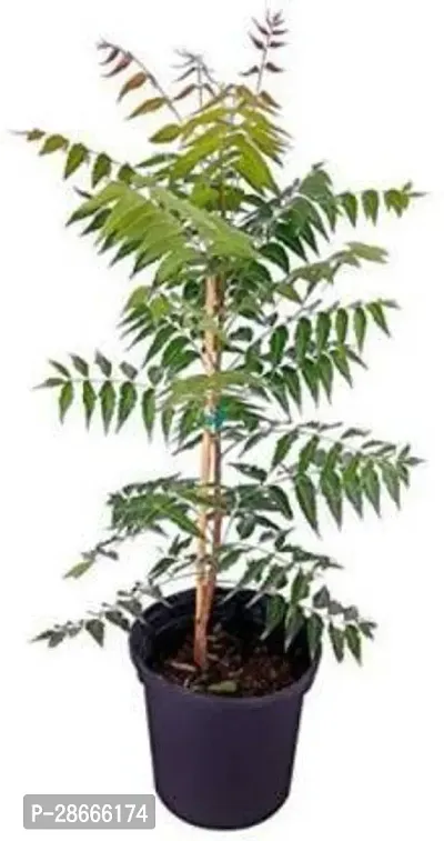 Platone Neem Plant Neem8667-thumb0