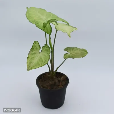 Platone Syngonium Plant Syngonium Green Plant With Black Pot