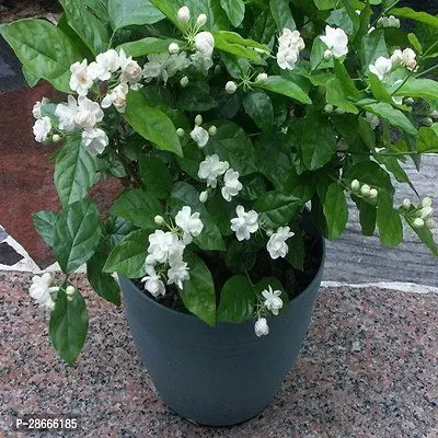 Platone Jasmine Plant JASMINE1191-thumb0