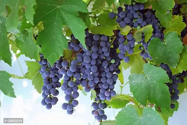 Platone Grapes Plant 71Grape Hybrid Plant-thumb0