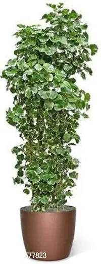 Platone Aralia Plant aralia plant 0053