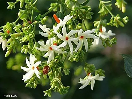 Platone Night Bloom Jasmine Plant JHVB20-thumb0