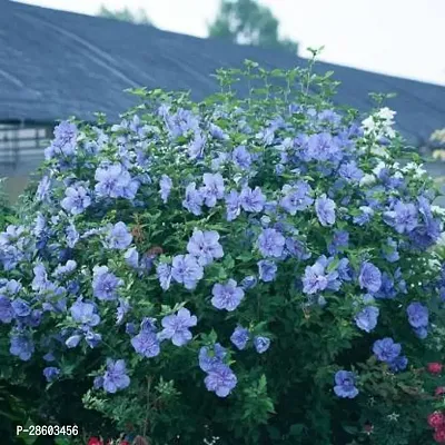 Platone Hibiscus Plant hibiscus plant 3091