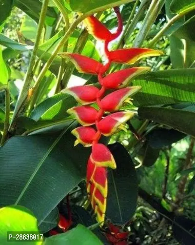 Platone Bird of Paradise Plant Saraswati Gardens Heliconia rostrata Live Plant 1 Healthy Live Plant With Plastic Bag-thumb0