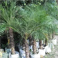 Platone Phoneix Palm Plant Phoenix DATE PALM PLANT-0101-thumb1