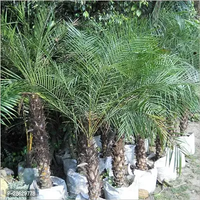 Platone Phoneix Palm Plant Phoenix DATE PALM PLANT-0101-thumb2